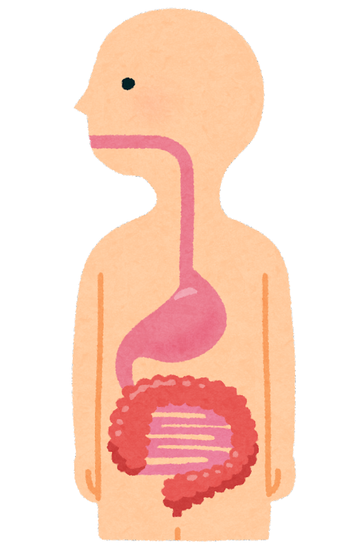 胃は栄養吸収のための準備調整のための器官