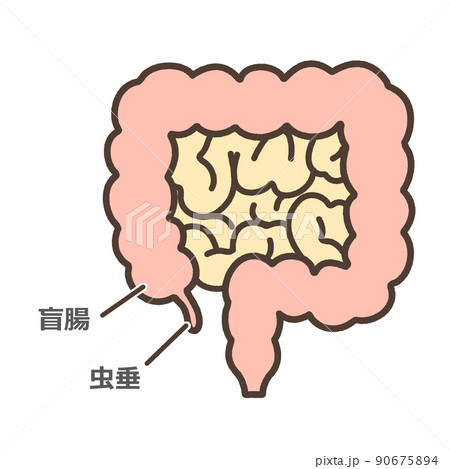 お腹の中の右下あたりにある大腸の初めの部分