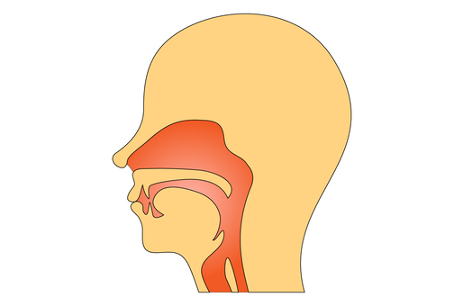 咽頭は高さにより上咽頭、中咽頭、下咽頭に分けられる