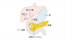 肝臓から十二指腸まで胆汁が通る管