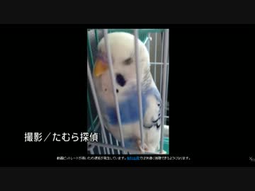 6位：不気味なインコ