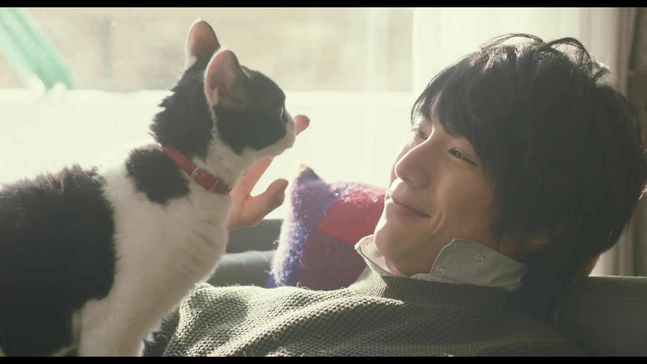 福士蒼汰×猫！映画『旅猫リポート』予告編 - YouTube