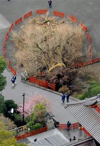 800年のご神木が倒壊