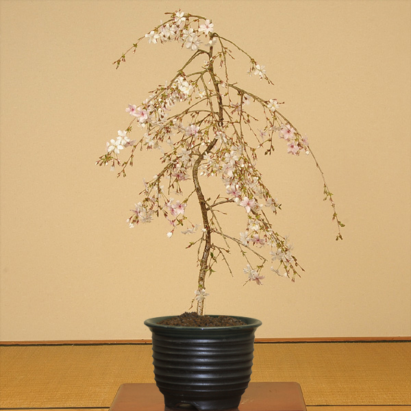 5位：盆栽：しだれ桜(富士桜)瀬戸焼黒釉深鉢