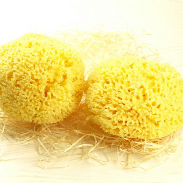 7位　【スポンジの王様】天然海綿ボディスポンジ・ハニコム種クィーンサイズ