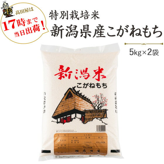 11位　令和３年産　特別栽培米〔もち米〕新潟産こがねもち5kg×2袋