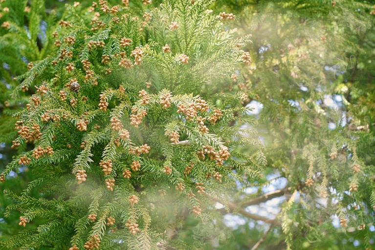 花粉症発症率　39.6％