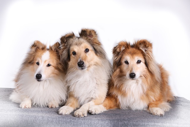 飼いやすい中型犬の人気ランキング15種類 おすすめの犬種を紹介 21最新版 Rank1 ランク1 人気ランキングまとめサイト 国内最大級