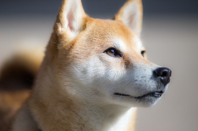 1位　柴犬