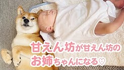 ショート動画を中心とし可愛い動画満載