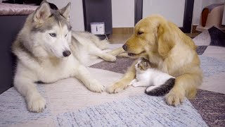 動物好きのための癒しチャンネル