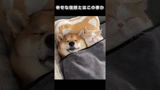 いろいろなペットたちの面白動画