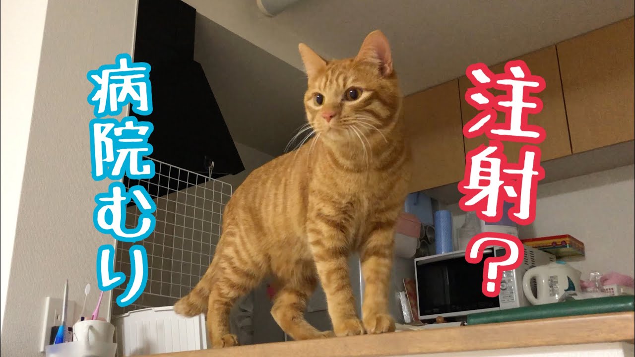 26位：猫のきんた・ココ・楽【きんこら】