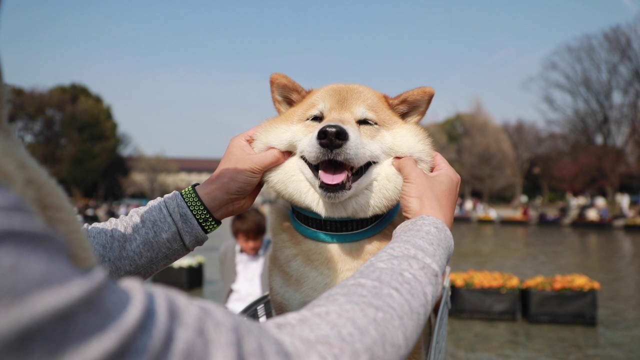 21位：柴犬まるmarutaro