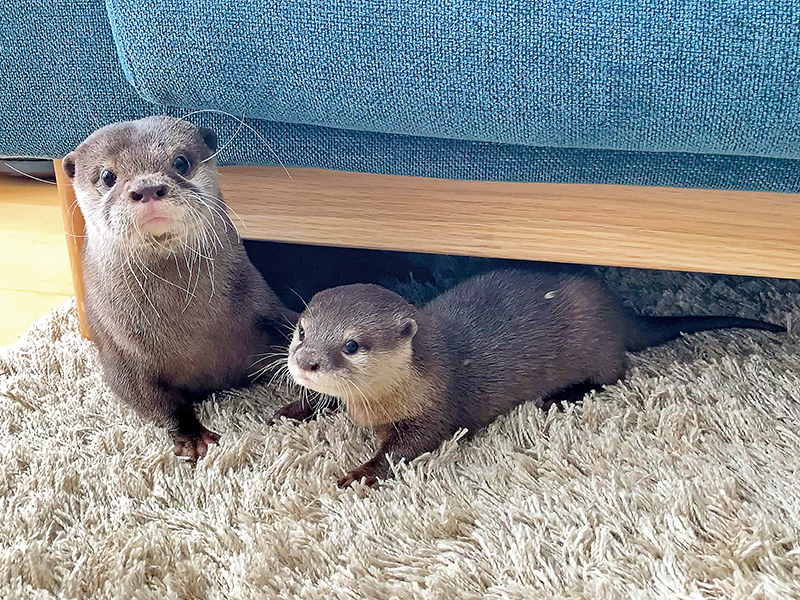 カワウソ2匹のじゃれ合いが可愛い！