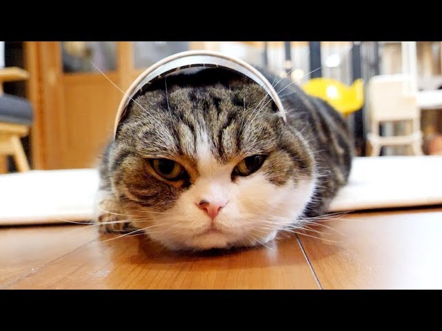 かわいい猫が楽しめるYouTuber