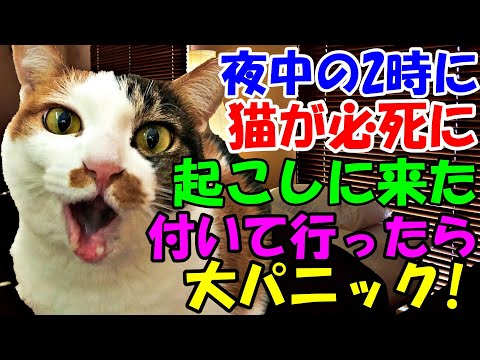 心温まる猫の感動動画