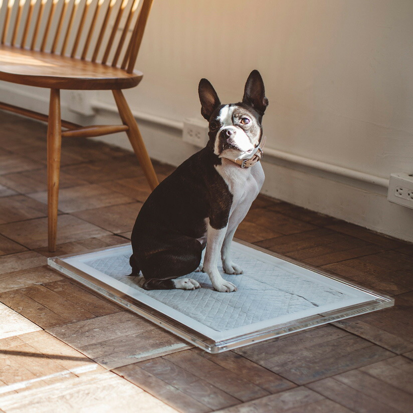 2位　オリジナル アクリル トイレ トレイ M ワイド 犬