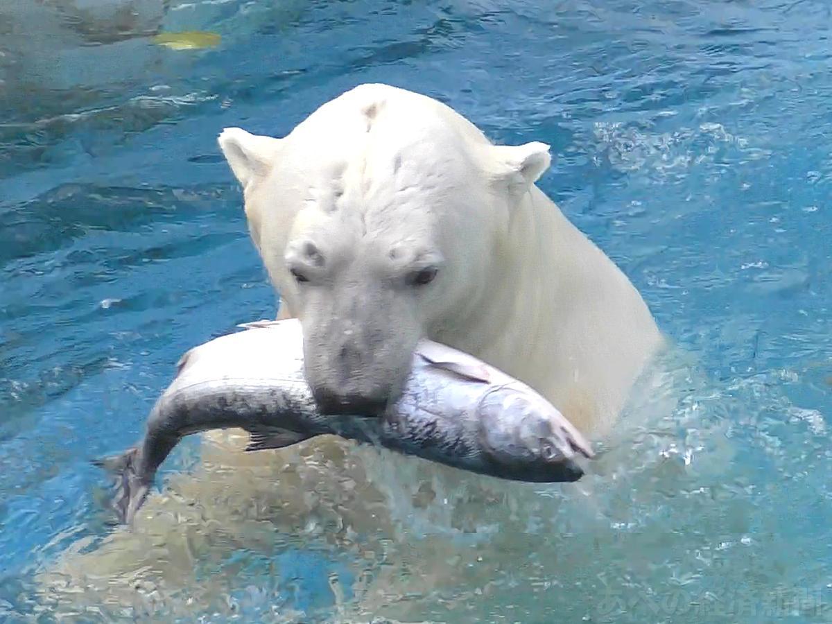 威力あるパンチが特徴