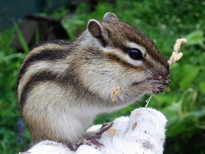 28位：シマリス