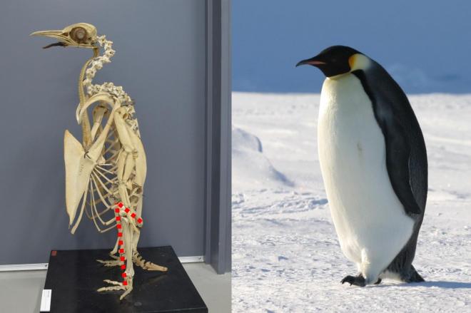80位：ペンギンの脚は長い