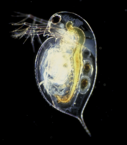 68位：ミジンコには敵から身を守るためものすごく頭がとんがったものがいる