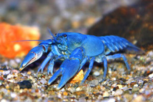 10位：アメリカザリガニにサバをあげると青くなる