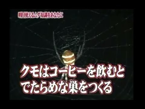 62位：クモはコーヒーを飲むとでたらめな巣をつくる