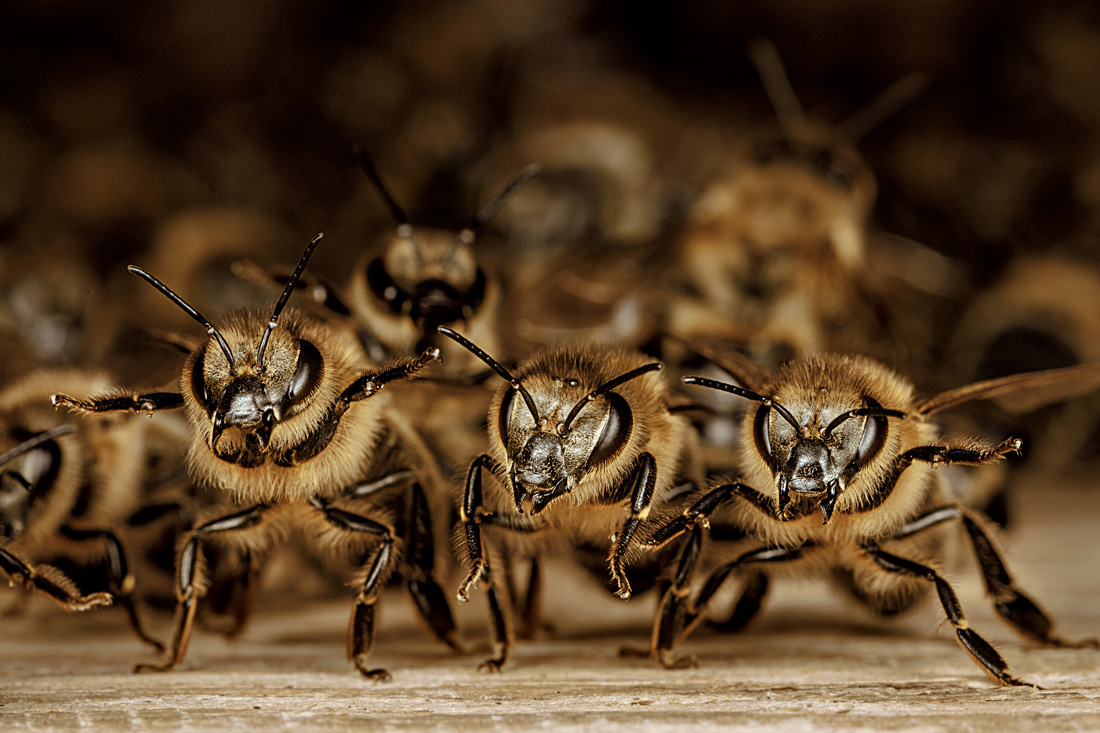 88位：ミツバチは巣にスズメバチが侵入すると蒸し殺す