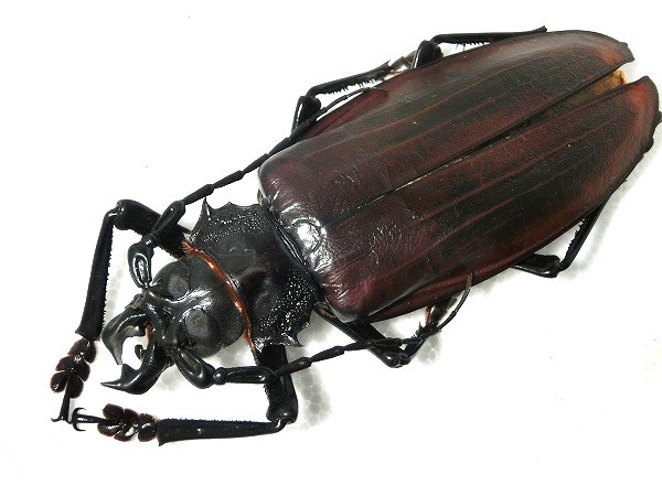 世界最大の甲虫のひとつ