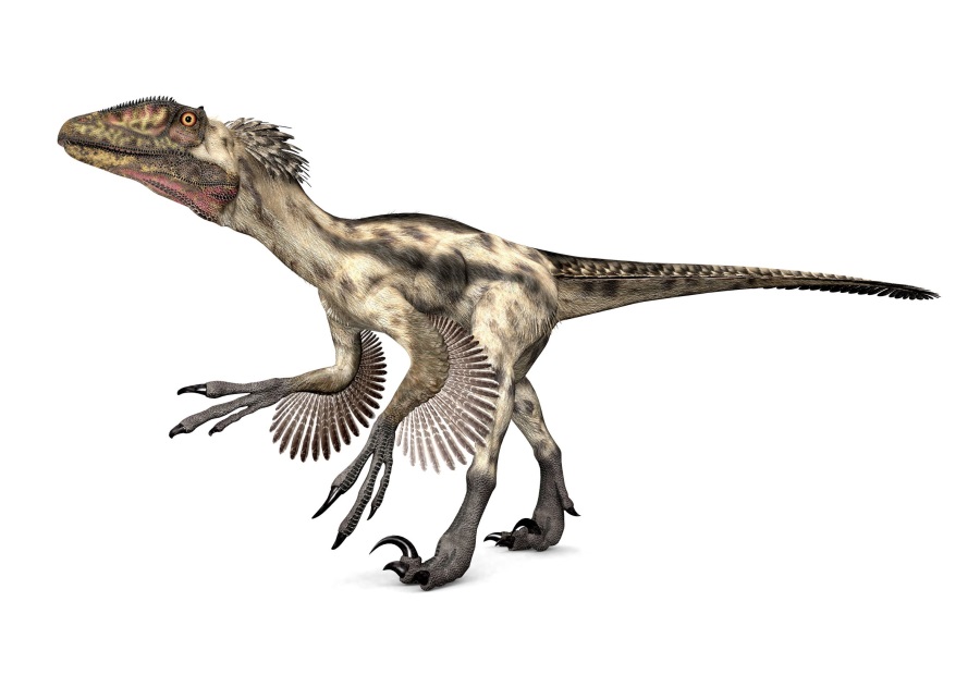ドロマエオサウルス科の代表的な肉食恐竜