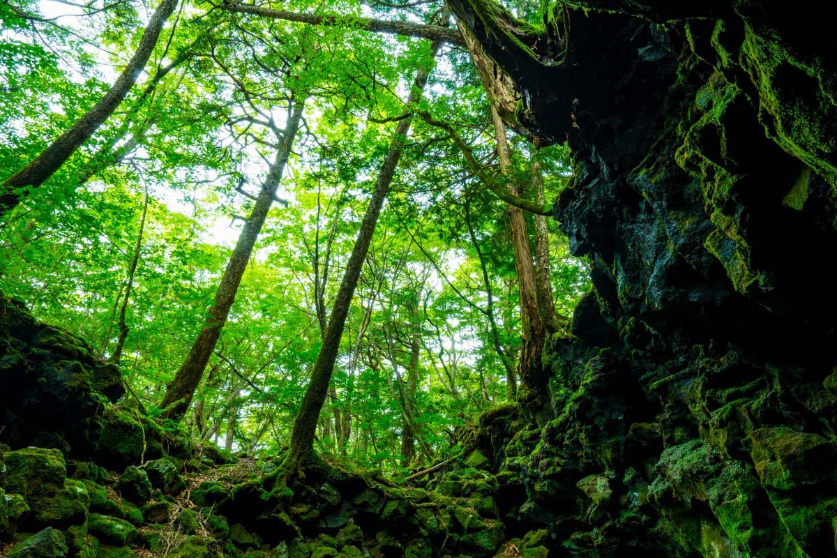 8位：青木ヶ原樹海