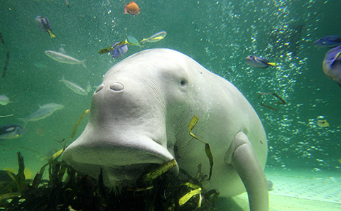 10位：鳥羽水族館