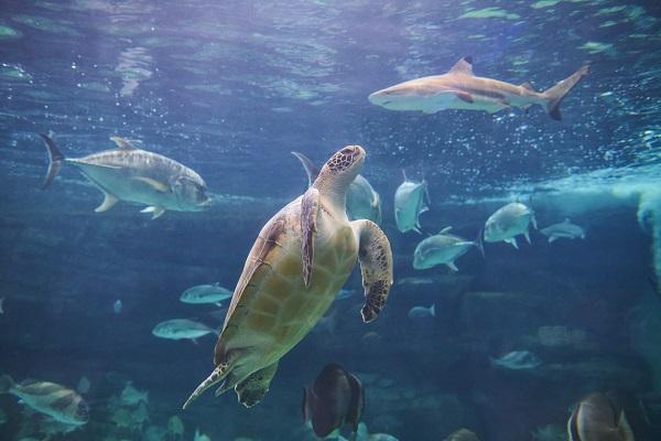 7位：神戸市立須磨海浜水族園