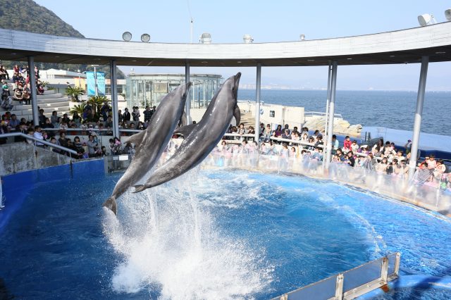 11位：大分マリーンパレス水族館「うみたまご」