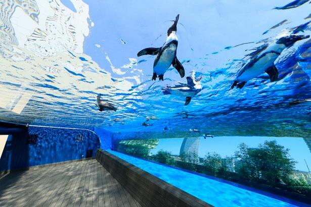 4位：サンシャイン水族館