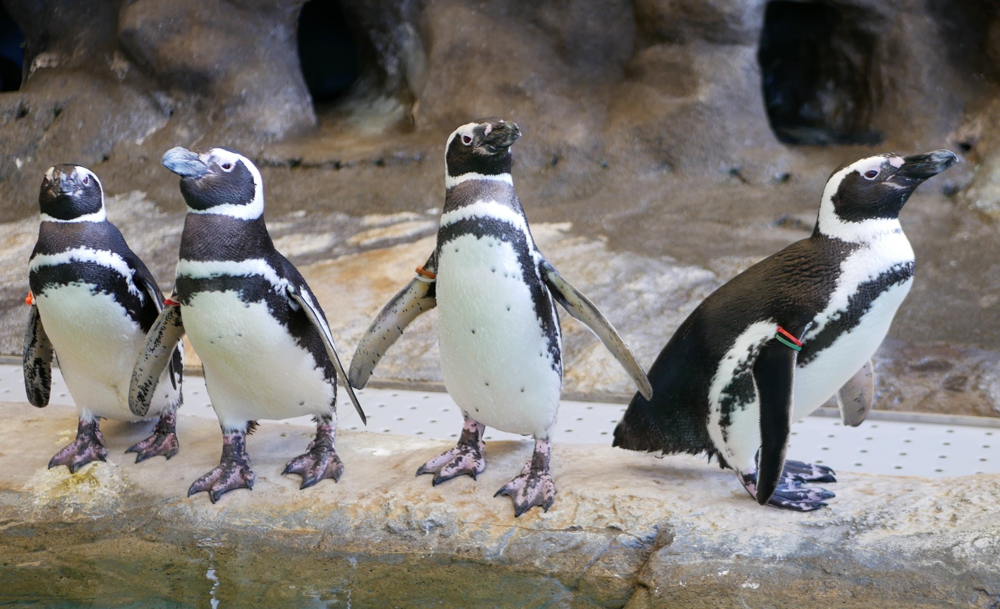 21位：しながわ水族館