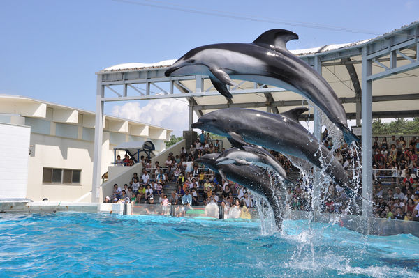 31位：新潟市水族館 マリンピア日本海