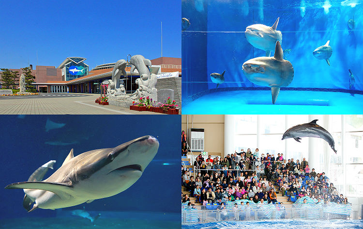 13位：アクアワールド茨城県大洗水族館