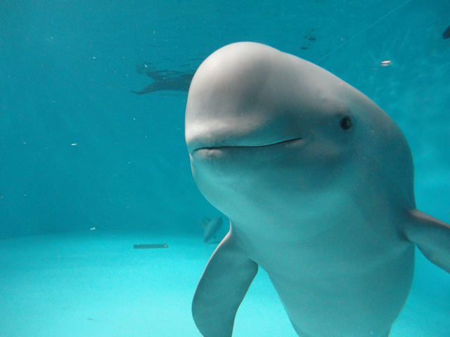 25位：宮島水族館みやじマリン