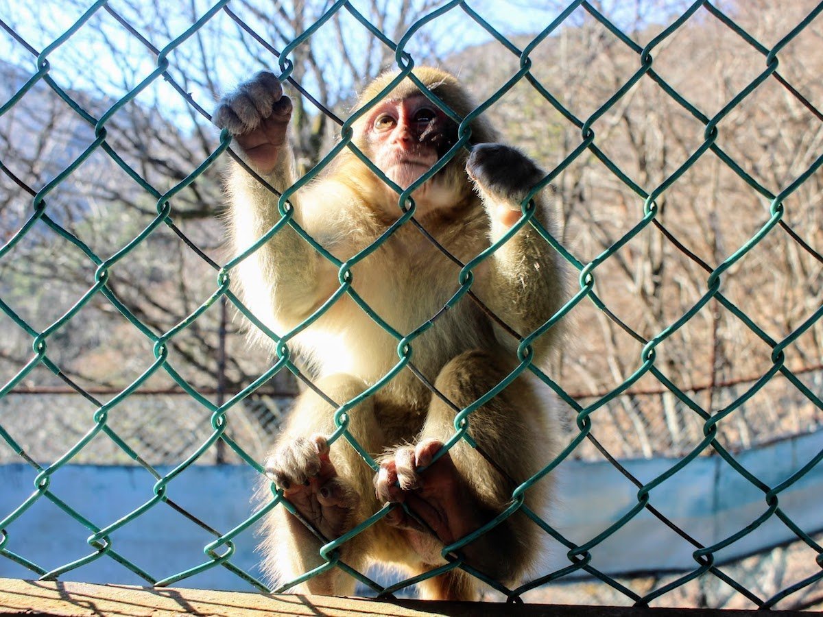 67位：鬼怒川温泉ロープウェイ・おさるの山