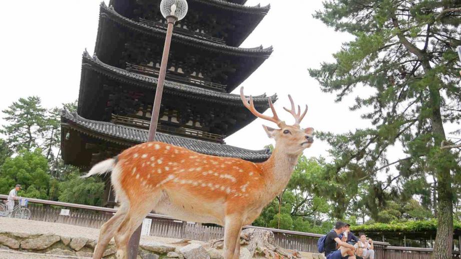 高市早苗、辻本清美など女性が活躍