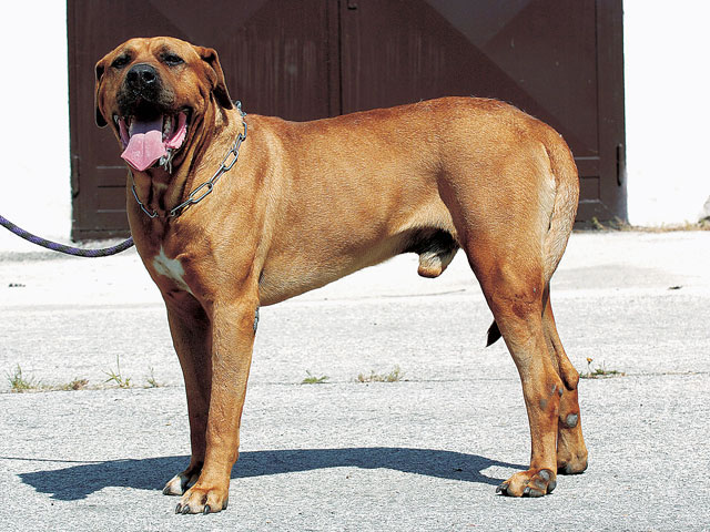 日本を代表する闘犬