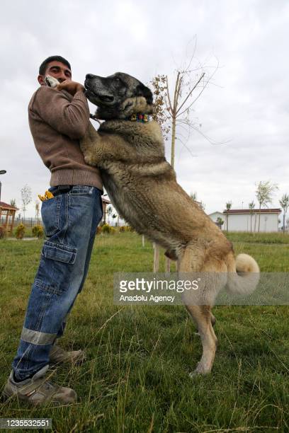 最強の犬種