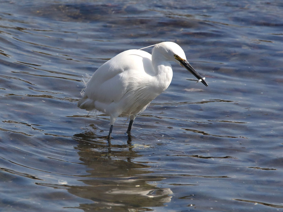 ペリカン目サギ科 に属する鳥類