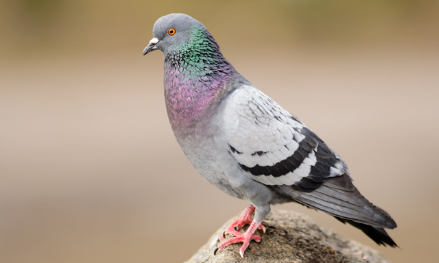 意外に長寿な鳥