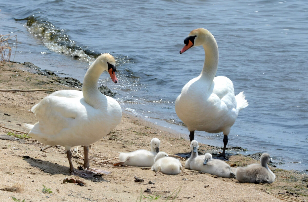 現生の空を飛ぶ鳥の中では最大級の重量を有する