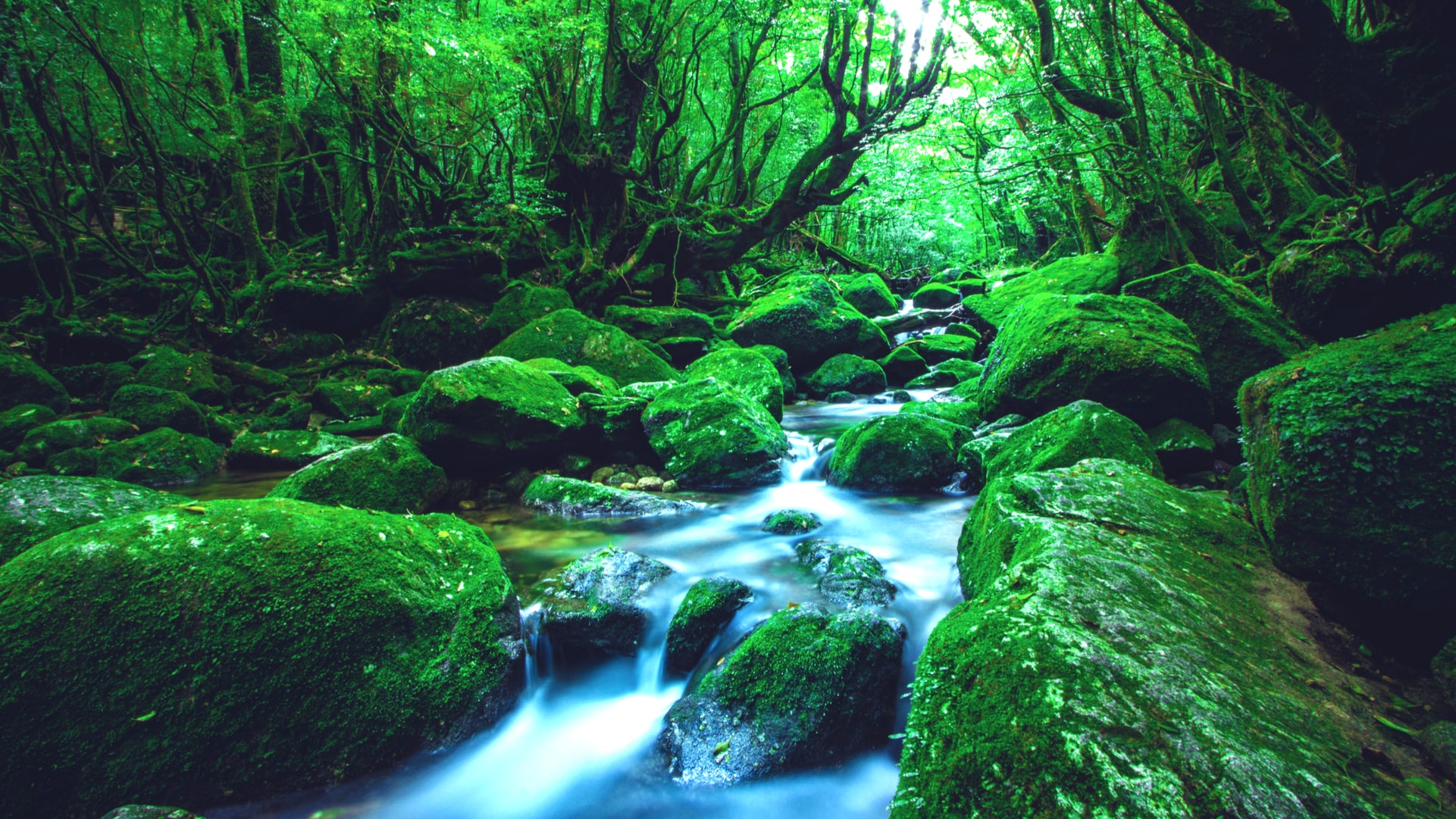 35位：屋久島/鹿児島県