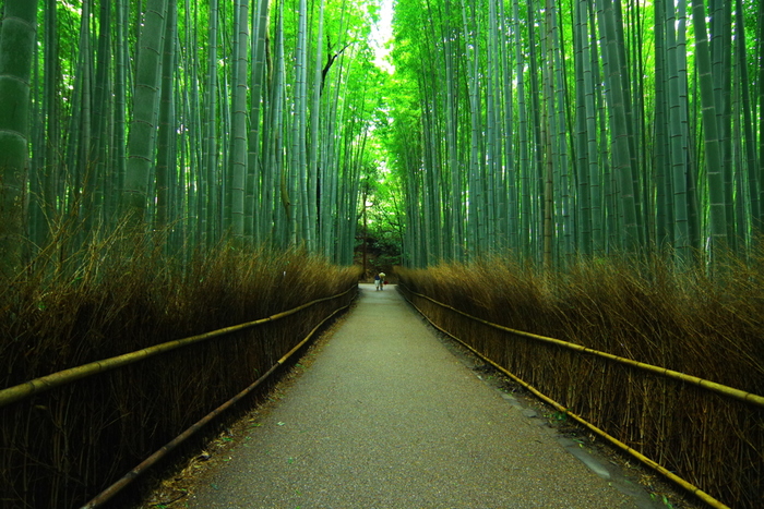 8位：嵯峨野の竹林/京都