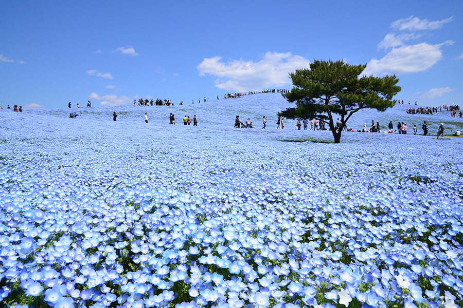 10位：国営ひたち海浜公園/茨城県